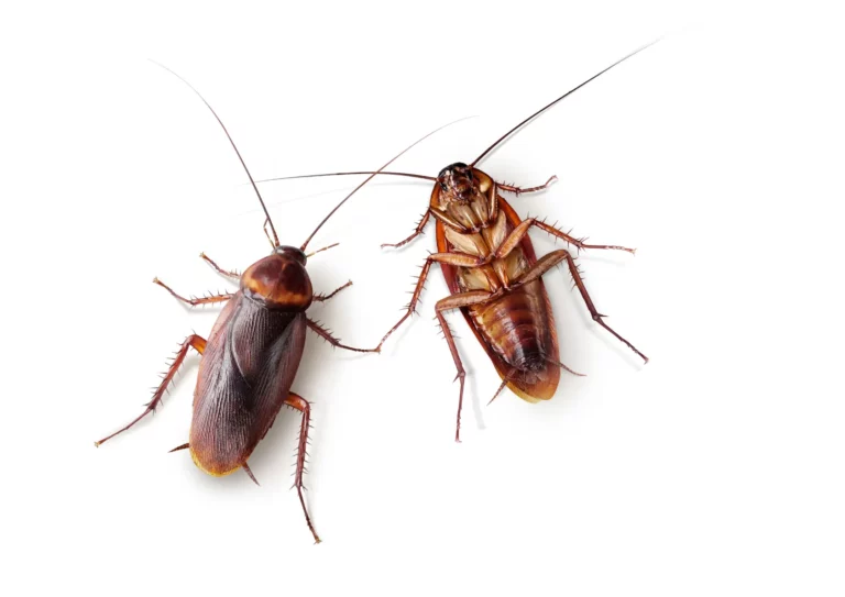 cafards à Versailles 78 désinsectisation