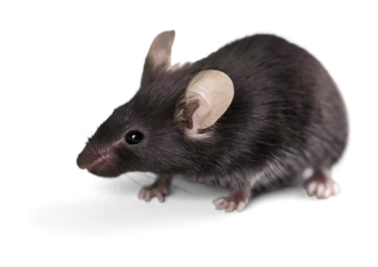 souris versailles dératisation 78