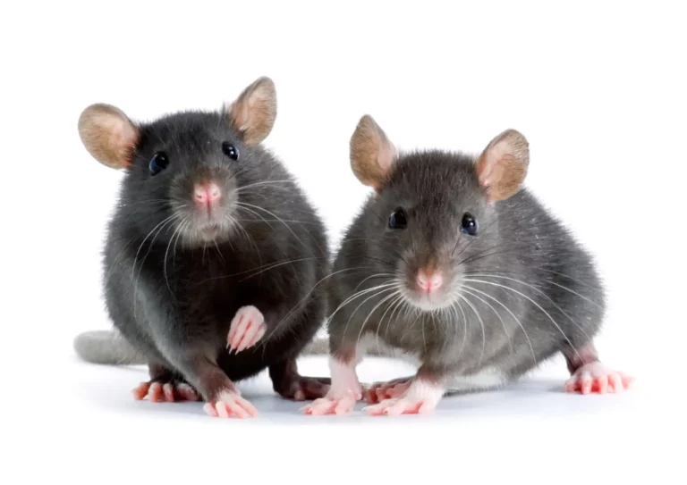 rats à versailles 78