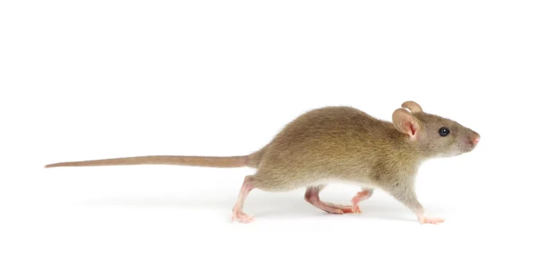 rat juvénile à Versailles dans le 78