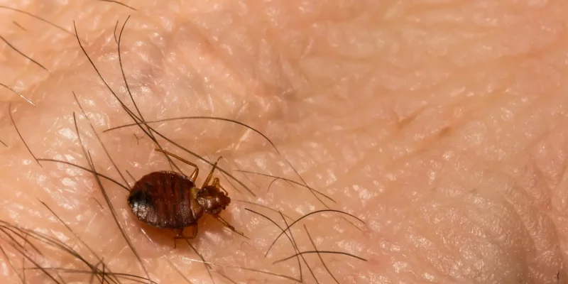 désinsectisation punaises de lit à Versailles 78